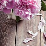 Vanja Veselinovic - @vanja.veselinovic.5 - Instagram