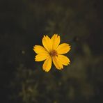 Vasuki Ramakrishnan - Facebook