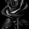 user4040943272586 - @veethompson4 - TikTok