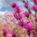 Veena Handa - @veena.handa.507 - Instagram