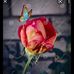 Velma Buckley - Facebook