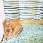 velma cooper - @velmathefitcat - Instagram