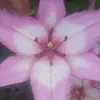 velmalyon2 - @velmalyon2 - TikTok