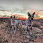 Morris & Velma - @morris.velma.heelersibs - Instagram