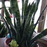 Velma Paul - @vel6529 - Instagram