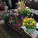 Velma Shepherd - Facebook