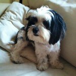 Velma Young - @velma_the_dog - Instagram