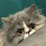Gray Velvet - @gray_velvet2022 - Instagram