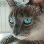 Oreo | Blue Point CatQueen - @grayvelvetoreo - Instagram