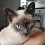 Velvet - @grayvelvetcat - Instagram