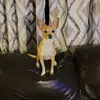 Velvet Rivera - @velvetrivera6 - TikTok