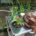 Vernetta Bowen - Facebook