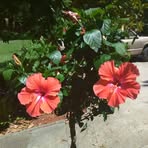 Venice Robinson - Facebook