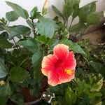 Gorrepati Venkata Rao - @gorrepativenkatarao - Instagram