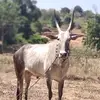 Venkataraman Rangapp - @venkataramanrangappa - TikTok