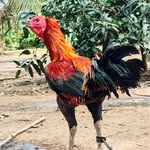 VR Farm - @venkata_ramana_farm - Instagram