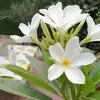 venu Reddy - @venugopalreddy0099 - TikTok
