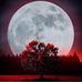 Venus King - Facebook