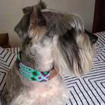 Venus Miranda 🌻🇨🇱 - @venus.schnauzer - Instagram