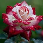Venus Rose - Facebook