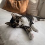 Venüs 😼😻 - @venus_royal_kitten - Instagram
