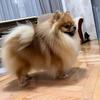 Venus Royal Pom - @venusroyalpoms - TikTok