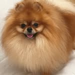 Vénus Royal Poms - @venus_royal_poms__ - Instagram