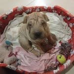Venus - @venusthesharpei - Instagram