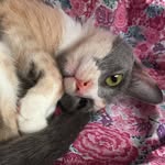 Venus Suárez - @venus.the.purr - Instagram