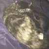 vanessasweeney449 - @vanessasweeney449 - TikTok