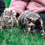 Venus, Casper and Salmon Teriyaki 🐈‍⬛ - @venuscasperterry - Instagram