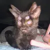 Tfb - @toddsvenus - TikTok