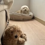 Venus y Toddy - @venusytoddy_poodle - Instagram