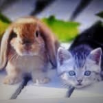 Animal_Angels_ - @_venus_walker_ - Instagram