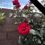 Vera Arroyo - Facebook