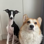 Barney (corgi) Vera (whippet) - @barney_and_vera - Instagram