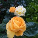 Vera Burchill - @burchillvera - Instagram