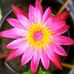 Vera Burdick - Facebook