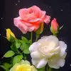 Vera Calderon - @vera.calderon0 - TikTok