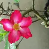 JulianneVeraOcanada - @julianne_vera_sanoca - TikTok