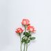 Vera Cantrell - Facebook