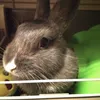 V love" cupcake"🐇 - @veracheng1 - TikTok
