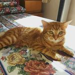 Vera Cheng - @my_cats_my_loves - Instagram