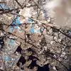 Chung Vera - @chung.vera - TikTok
