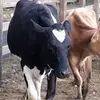 verachung5626 - @verachung5626 - TikTok