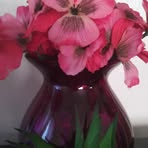 Vera Coley - Facebook