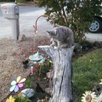 Vera Crabtree - @veracrabtree - Instagram