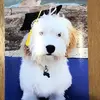 Vera Doyle - @bondi.gran - TikTok