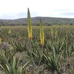 Aloe Vera Fields - @aloeverafields - Instagram