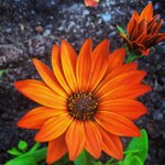 Vera Fields - @galacleleme - Instagram